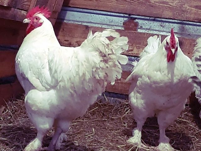 Інкубаційне яйце та курчата.Малин (Мехеленська зозуля):смугастий,білий