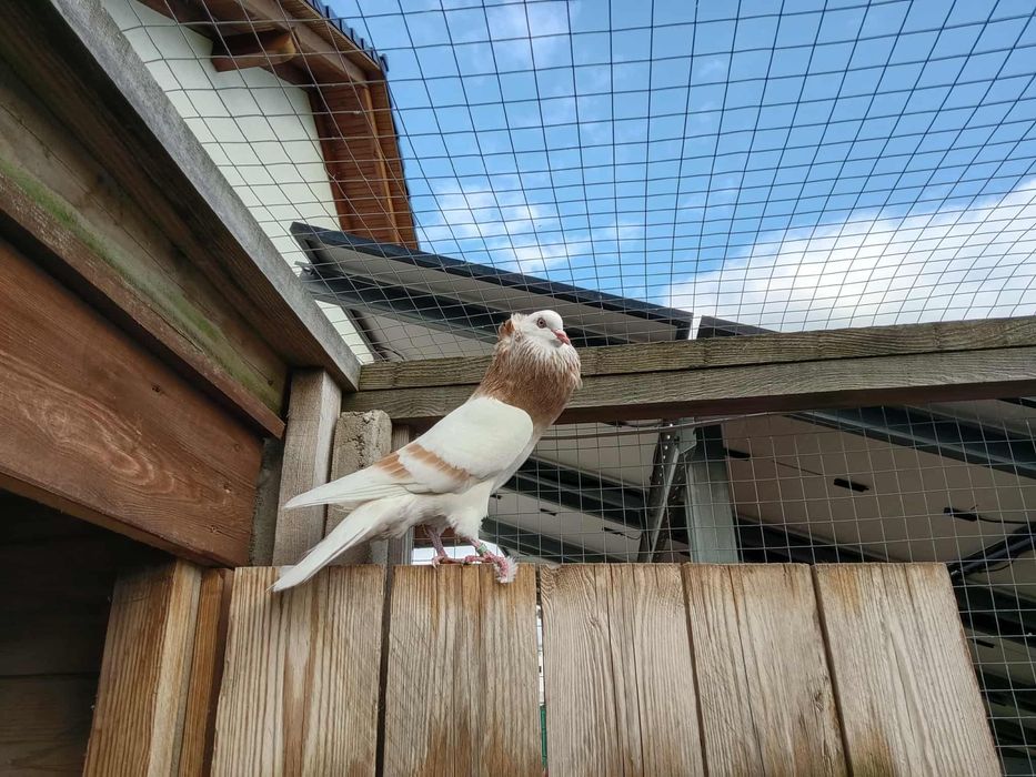 Gołębie garłacz Górnośląski