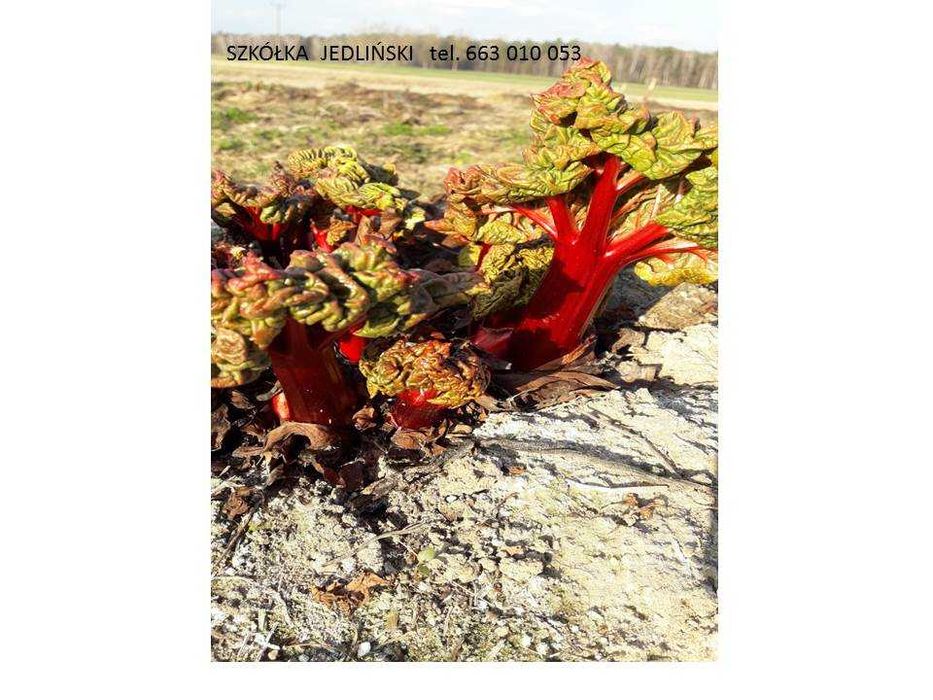 Sadzonki rabarbaru z dostawą na miejsce