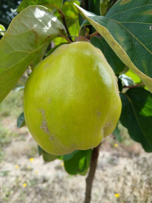 Marmelos ótima qualidade