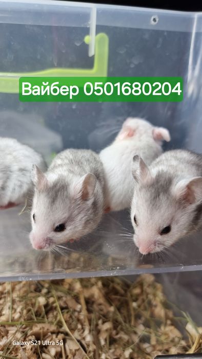 Хомяк серые белый атласные малыши хомячки джунгарик
