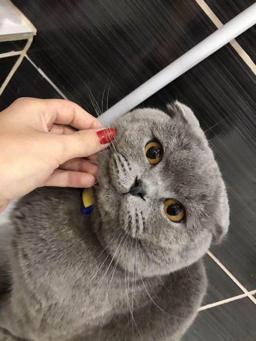 Шотландський висловухий для в’язки