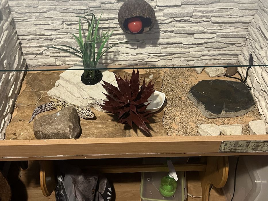 Gekon Lamparci plus terrarium