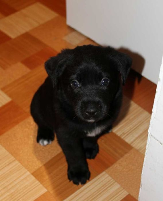 Oddam pieski w dobre ręce