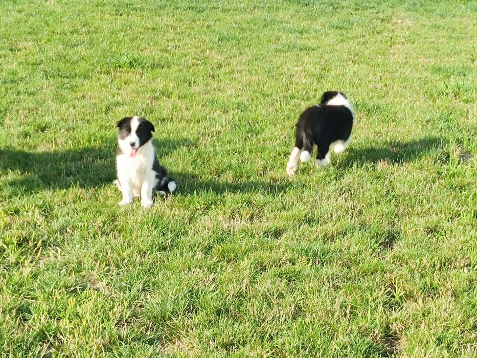 Szczeniak border collie