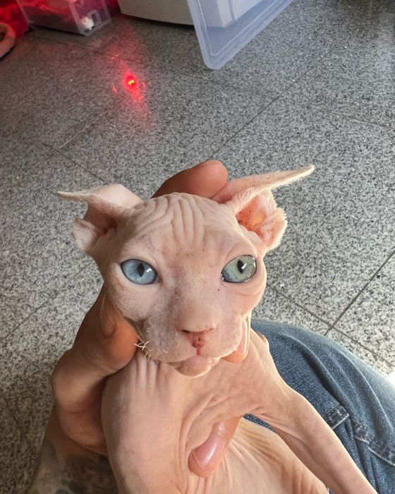 Canadian Sphynx disponivel