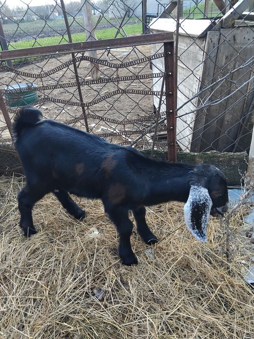 Козочка нубо-каморі