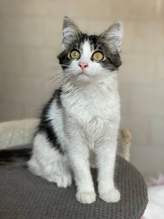 Кошеня Майра в добрі руки