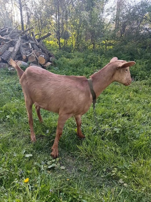 Козочки. Козлик.