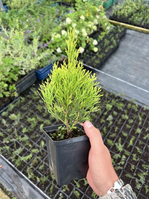 Ялинка,гортензія,туя смарагд,ялівець, кипарис, спірея, бересклет, тис