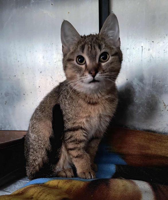 Zeus. Młodziutki kocurek do adopcji. Ostoja Mruczków