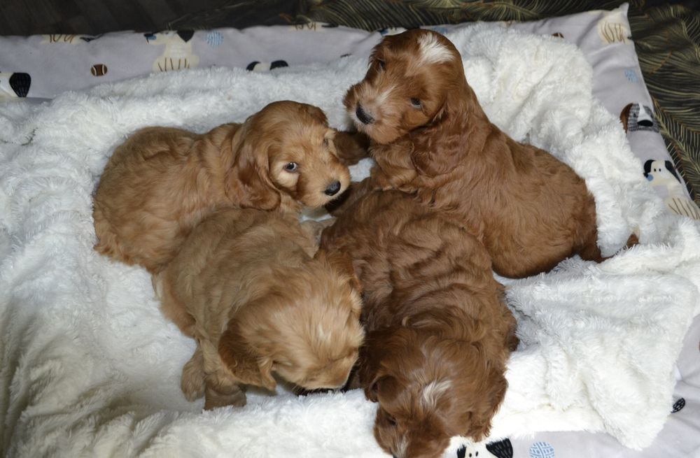 Cockapoo piesek KLEMENZ