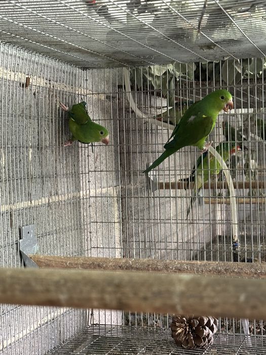 Varias aves para venda