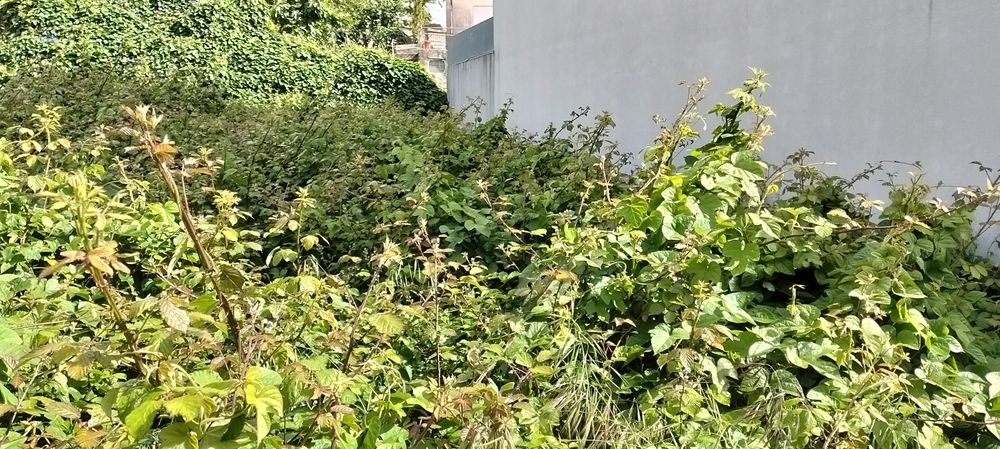 Limpeza de terrenos manutenção e construção de jardins