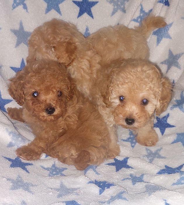 Той пудель. Мальчики и девочки