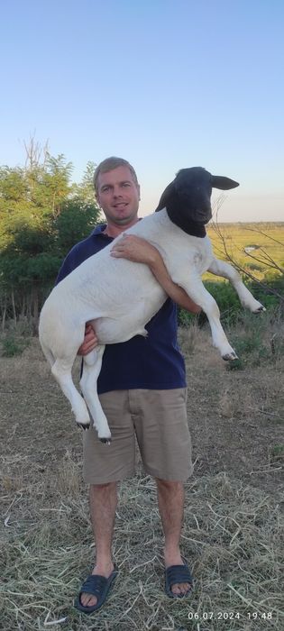 Баранчики дорпер 5 місяців