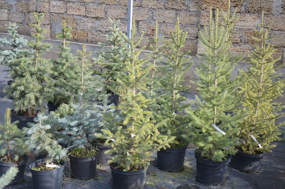 Новогодняя живая елка,сосна для дома,улицы Коника,Маджестик Блю,Глаука