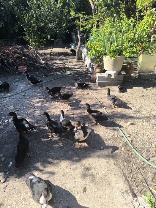 Patos mudos 10€ cada