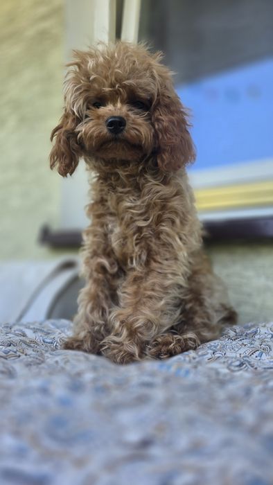 Cavapoo F1b piesek