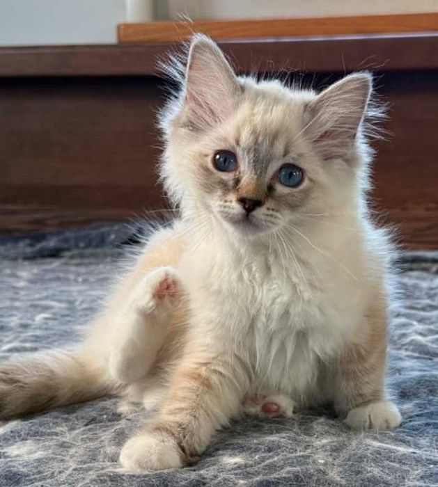 Pręgowany kocurek Ragdoll