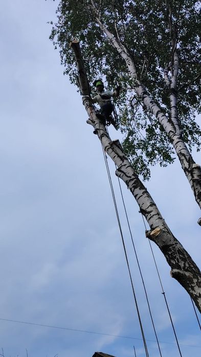 Удаление сложных деревьев. Измельчение веток. Распил на дрова.