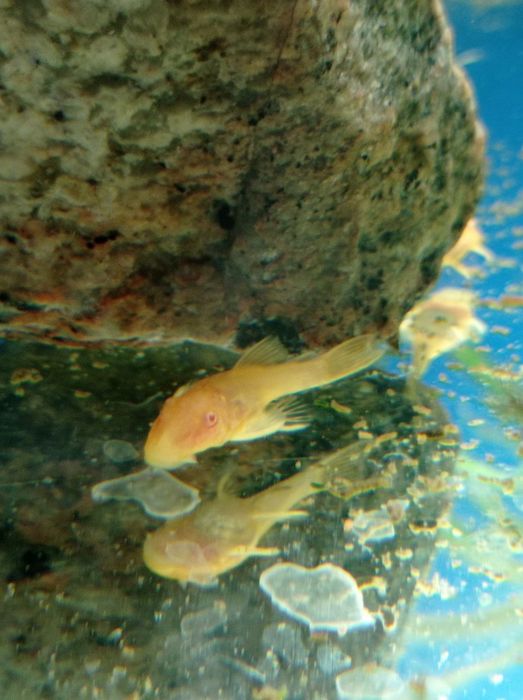 Сомик Анциструс молодеж