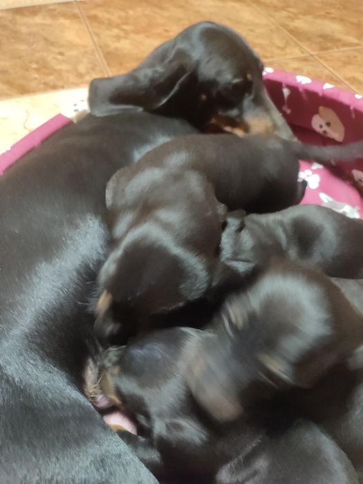 Jamnik krótkowłosy czarny podpalany.