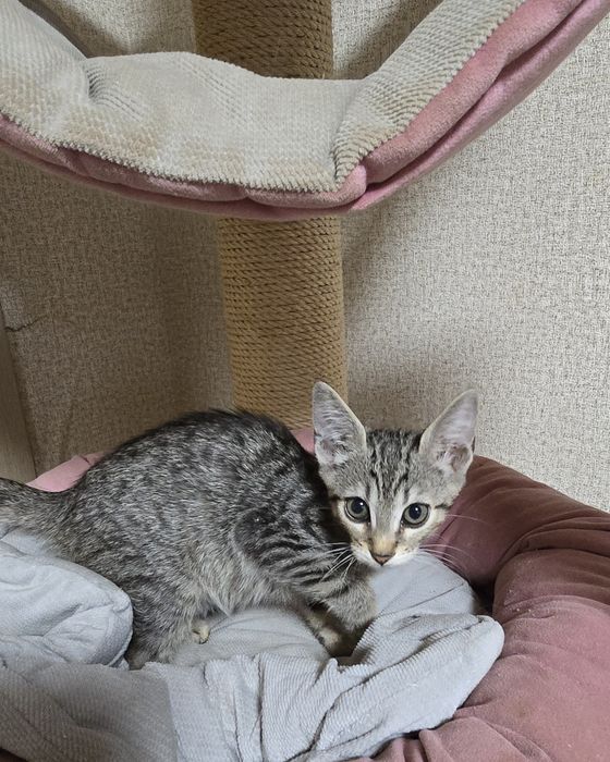 Кошенята Алтайська порода