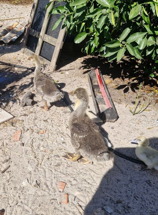 Patos Gansos jovens
