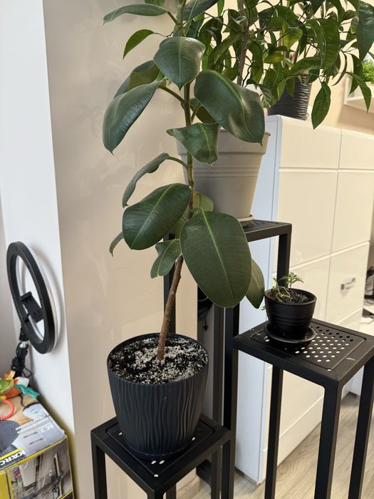 Фікус каучуконосний (гумове дерево)