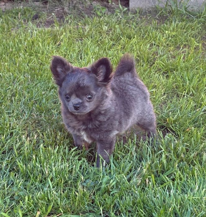 Chihuahua długowłosa ZKwP