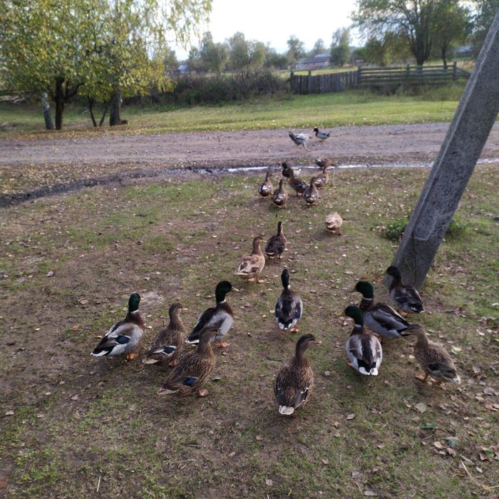 Крижні,качки,підсадні утки