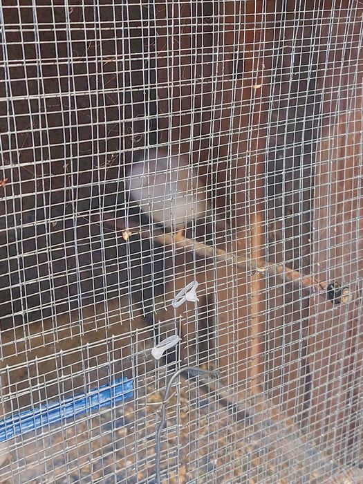 9 canarios (desistencia)