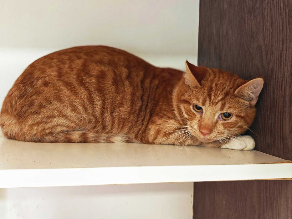 Тендітний рудий Котик Жульєн (1р) дуже потребує люблячої родини!