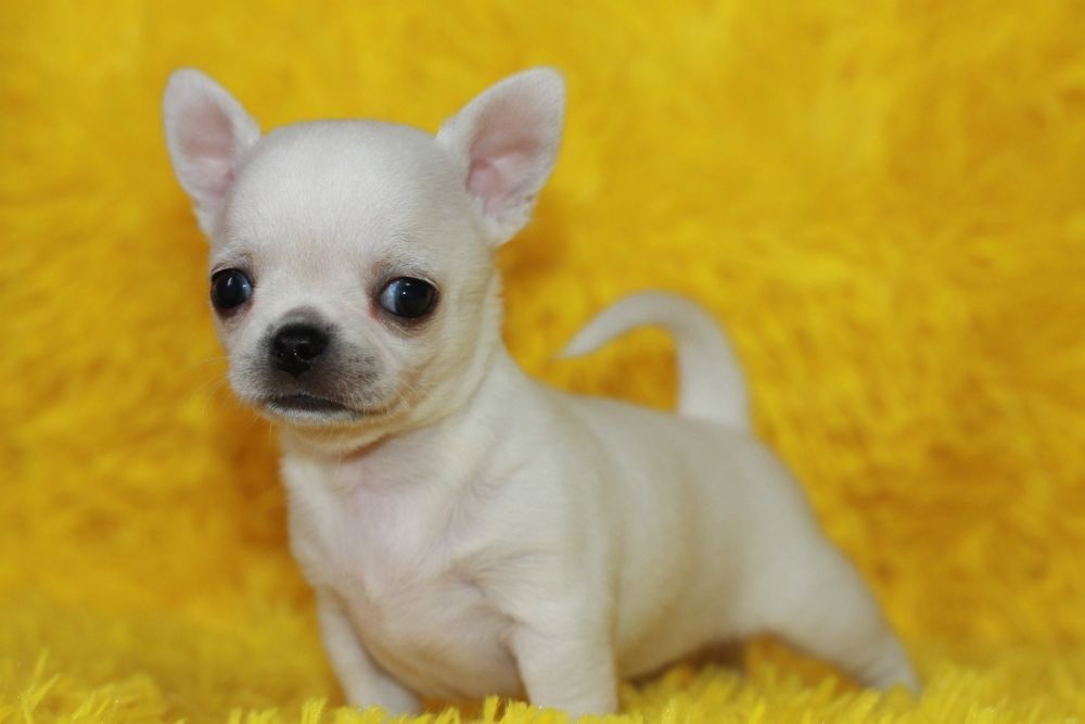 Chihuahua długowłosy chłopiec ZKwP FCI