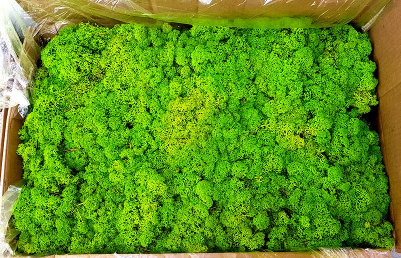 Mech Finlandzki Reniferowy PREMIUM CHROBOTEK 60g  do lasu w szkle