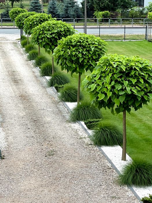 Katalpa – zdrowe, piękne drzewka ozdobne | idealne do ogrodu