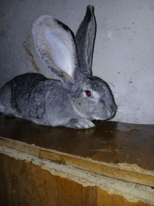 В продажі   самка