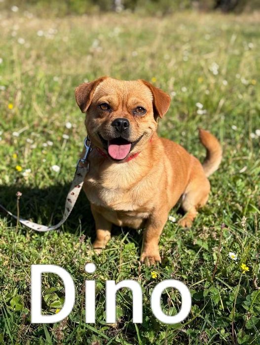 Oddam psa za darmo