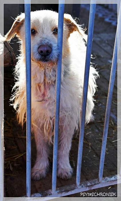 Baca - kudłaty wesołek chce dać Ci swoje serce