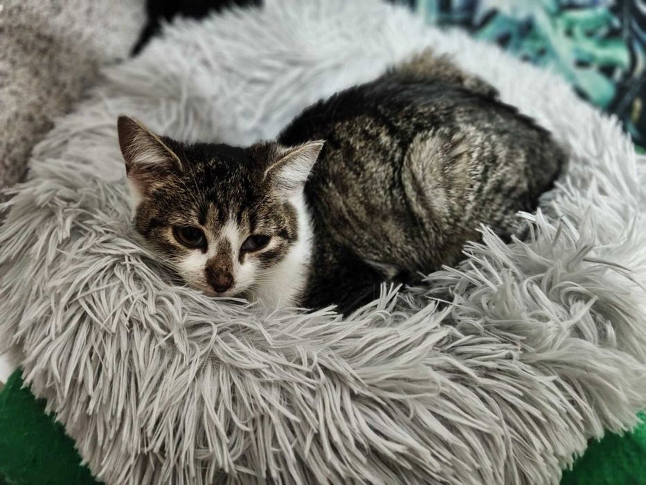 Horaszka - mała kociczka szuka dobrego domu