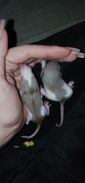 Отдам ручных крисят в хорошие руки )))