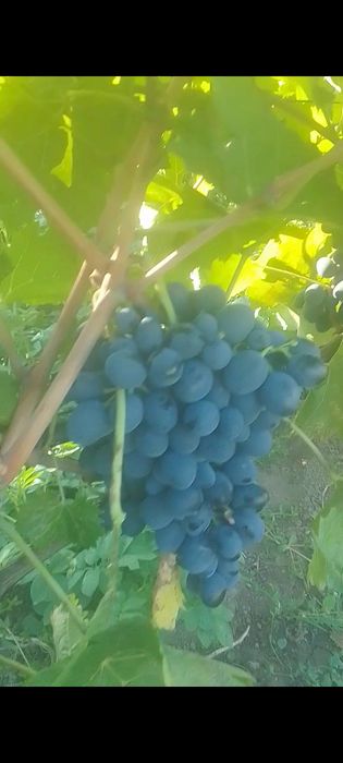 Продам саженцы столового винограда! Оригинал, молдова, кординал!