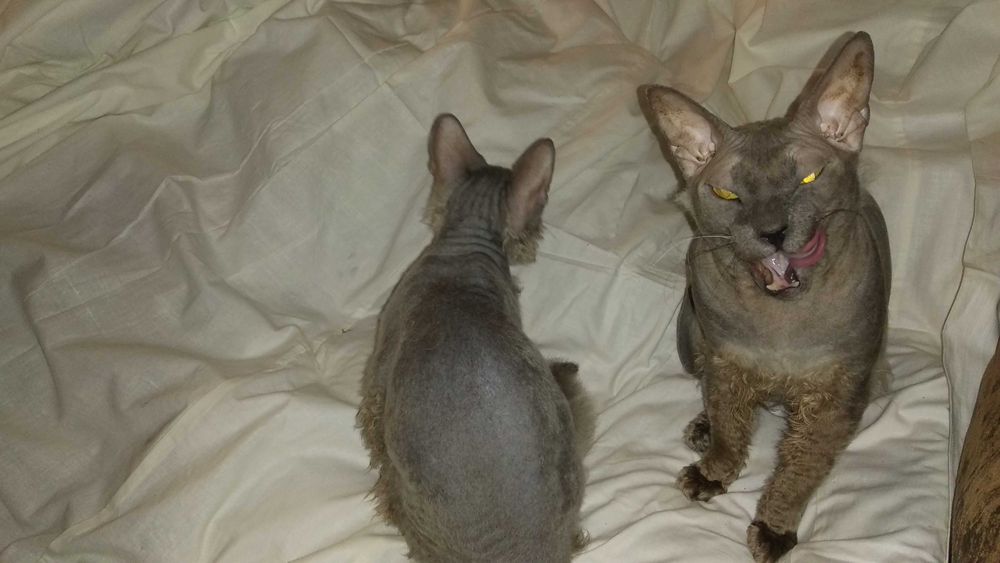 Кошенята вiд донського сфiнкса · Котята от донского сфинкса · Sphynx