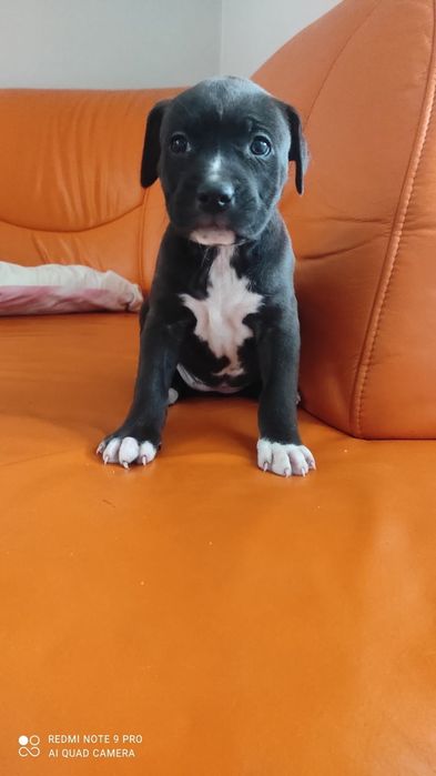 Amstaff rezerwacja