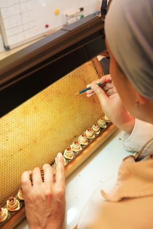 Карніка Troisek 1075 бджоломатки, матка,плідні