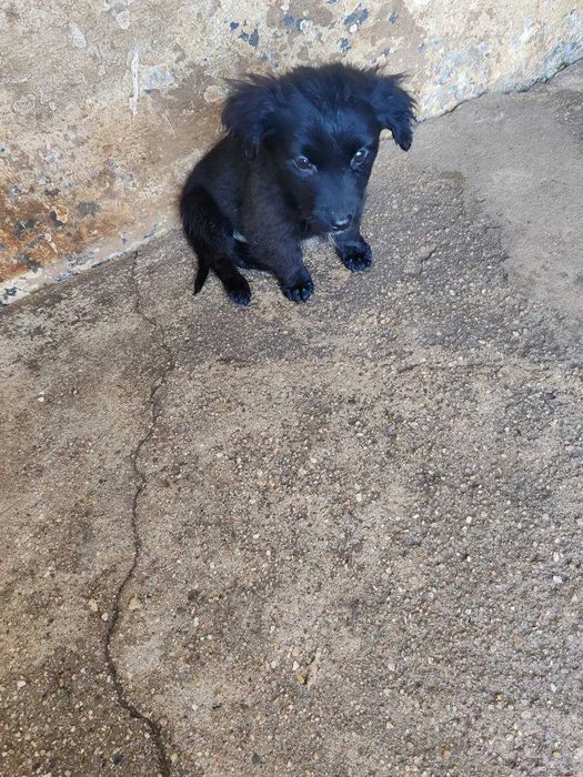 cachorro  Leão para adopção só para moradia e para quem o vacinar