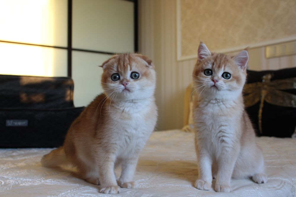 Золоті Шиншили. Кошенята неймовірної краси