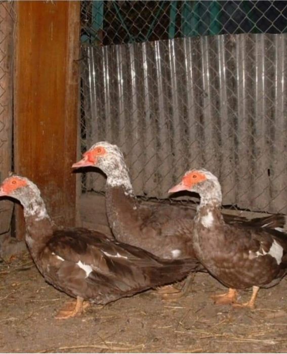 Обмен качек на курочек.