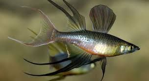 GB Tęczanka filigranowa, tęczanka Wernera (Iriatherina werneri)